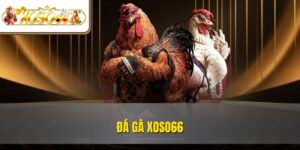 Đá Gà XOSO66 | Trải Nghiệm Kê Chiến Rực Lửa Online